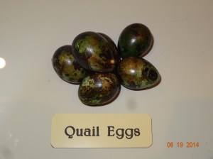 these are petrified quail eggs