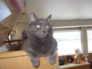 If I had thumbs I could help