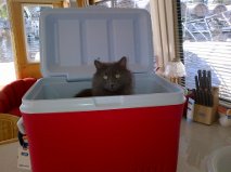 Smokie wanted to help too!