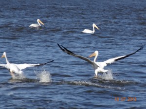 Pelicans taking flight