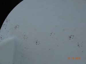 Paw Prints on the Swim Platform at Quincy