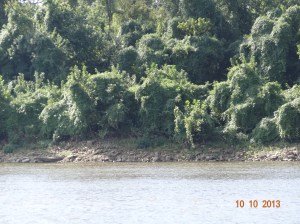 Mossy trees on the Mississippi