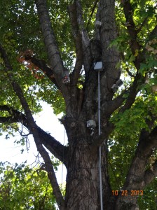 More Electric for Christmas Decorations