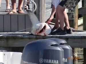 Here is a shark someone caught. A bunch of people were lining up to touch it.