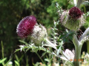 Flower on a Weed, pretty