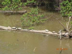 Turtles on a log