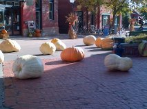 Gigantic Pumpkins