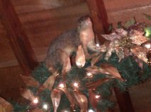 Animal in Decoration