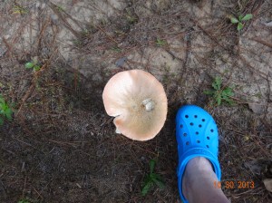 Big mushroom by my blue shoe