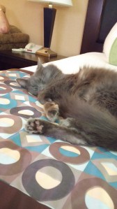 Smokie, just like home