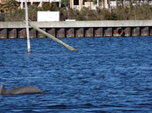 Dolphin, bottom left.  See it's back :)