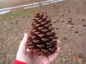 Big Pine Cones