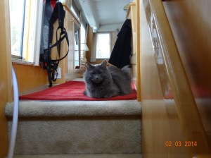 Get to work you lazy human