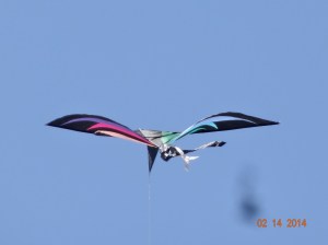 Kite 2