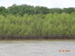 See how far the water was up?