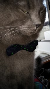 Dashing Smokie with his Bow Tie