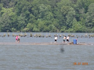 Swimmers near Midway