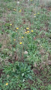 Dandelions at Marina