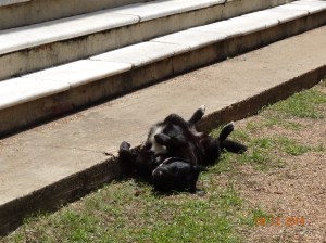 Security playing dead