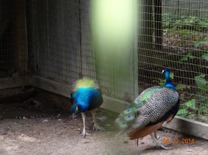 Peacocks in their cage