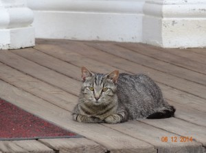 Scratchy the Guard Cat