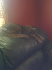 20140902 Smokey at Pats