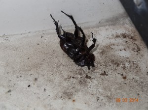 Big Ugly Dead Bug