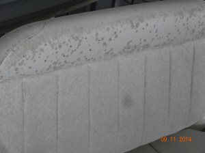 Mildew on Cushions