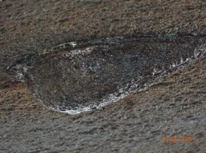 Another dirty bottom picture