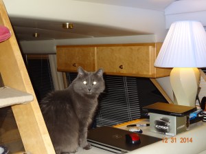 Smokie, finally back on the boat