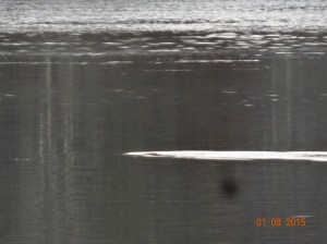 Ottr or alligator????