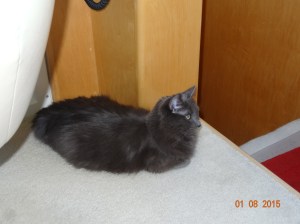 Smokie likes boating