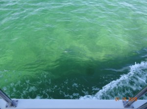Clear water in Orange Beach