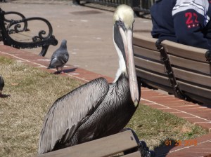 Please, pretty please?