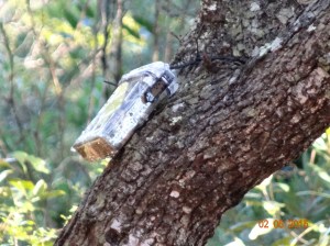 Geocach in a tree