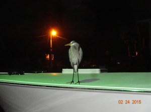 Better picture of Hank