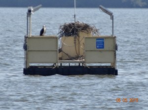 Floating nest, lucky birds