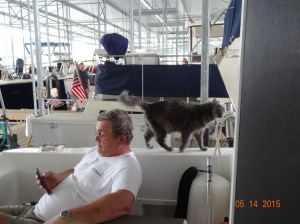 Smokie dusting the cat walks