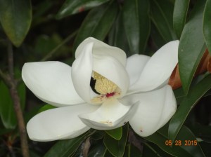 Magnolia Flower
