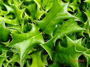 Does that look like Holly to you?