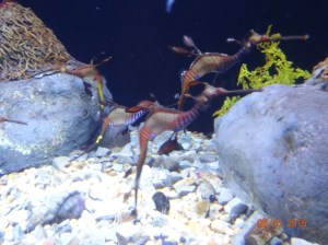 These guys were dragon sea horses