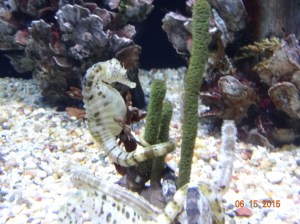 Here is a normal one