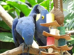 Auuk, Polly want a cracker!