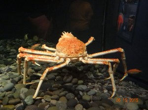 Crab