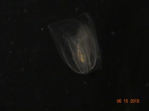 This one glows in the dark