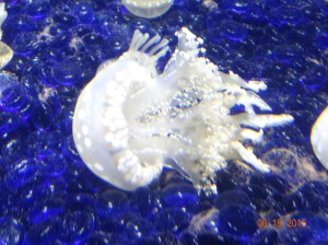 This one sits upside down on the bottom