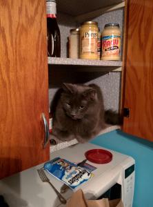 Smokie helping brother put away his groceries