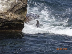 Just waiting for the big wave