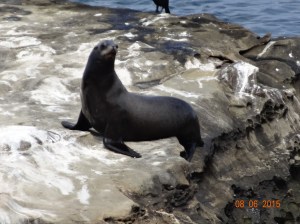Made it! King of the Rock!