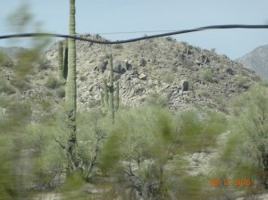 Saguaro Cactus